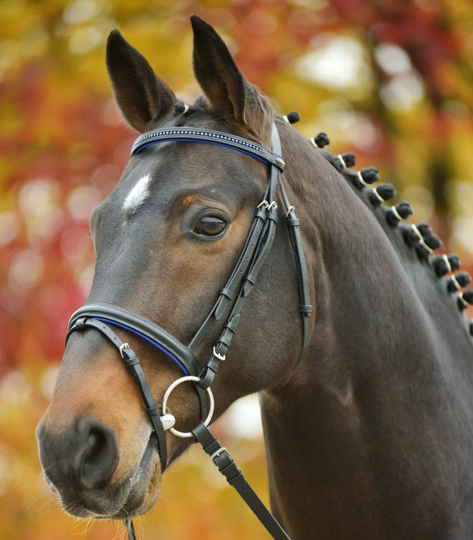 Waldhausen - Star Bridle Diamond Suitset - Sininen - Mini Shettis/ Shettis (Shettis)