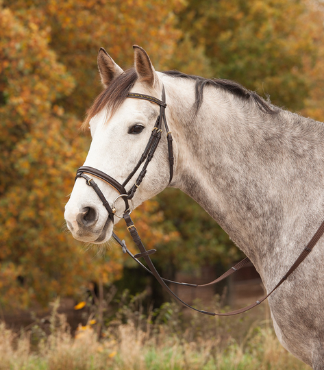 Waldhausen - Star Bridle Diamond Suitset - Ruskea/Kulta (Pony)