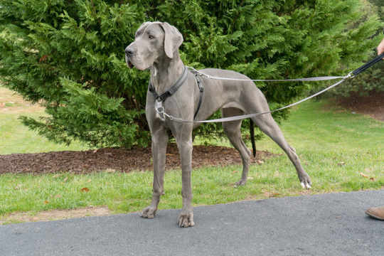 PetSafe Dog - Hope - Vedonestohihna