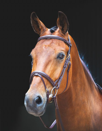 Shires Salisbury Bodenham Suitset - Ruskeat (Cob)
