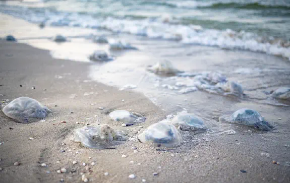 Meduusa rannalla: Kohtaamiset ja ekologiset vaikutukset